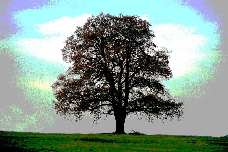 Mein Freund der Baum