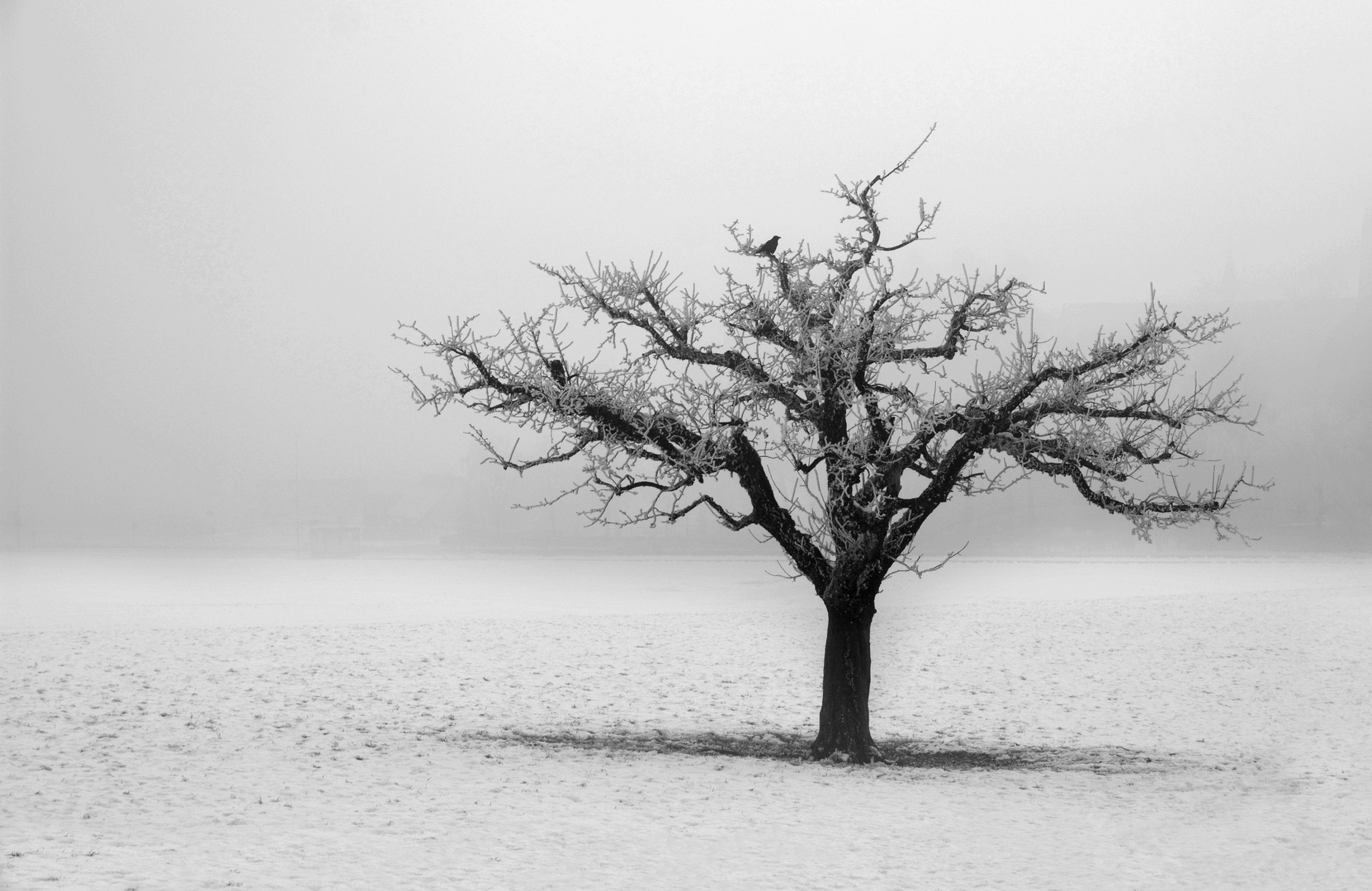 Mein Freund der Baum..