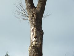 mein Freund der Baum