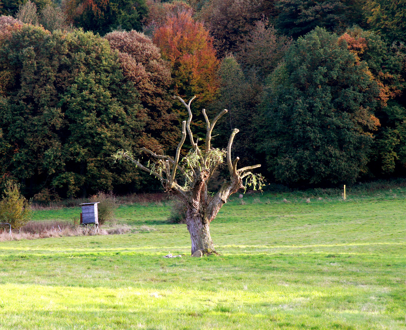 Mein Freund der Baum...