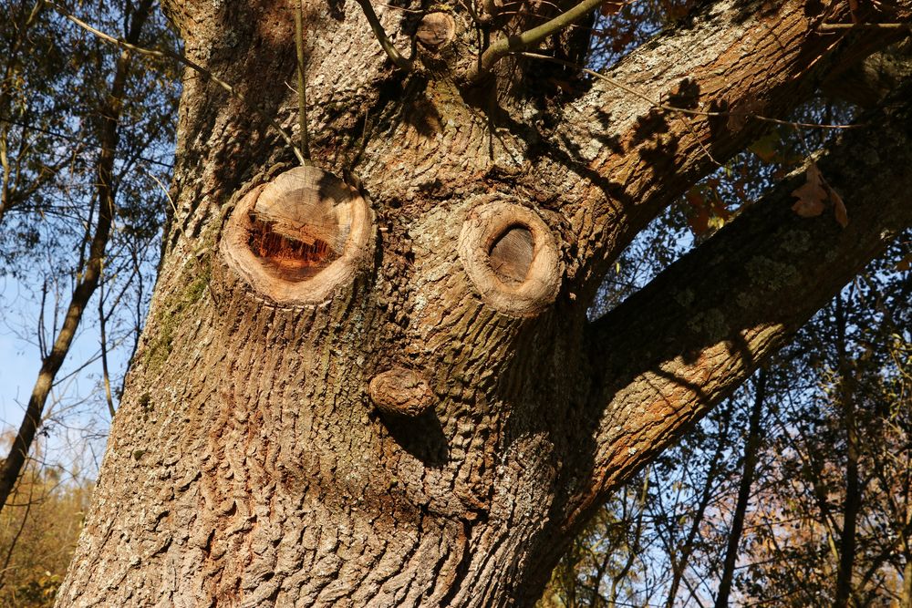 Mein Freund, der Baum...