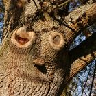 Mein Freund, der Baum...