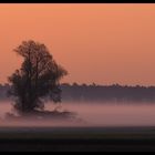 Mein Freund der Baum