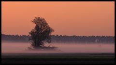 Mein Freund der Baum