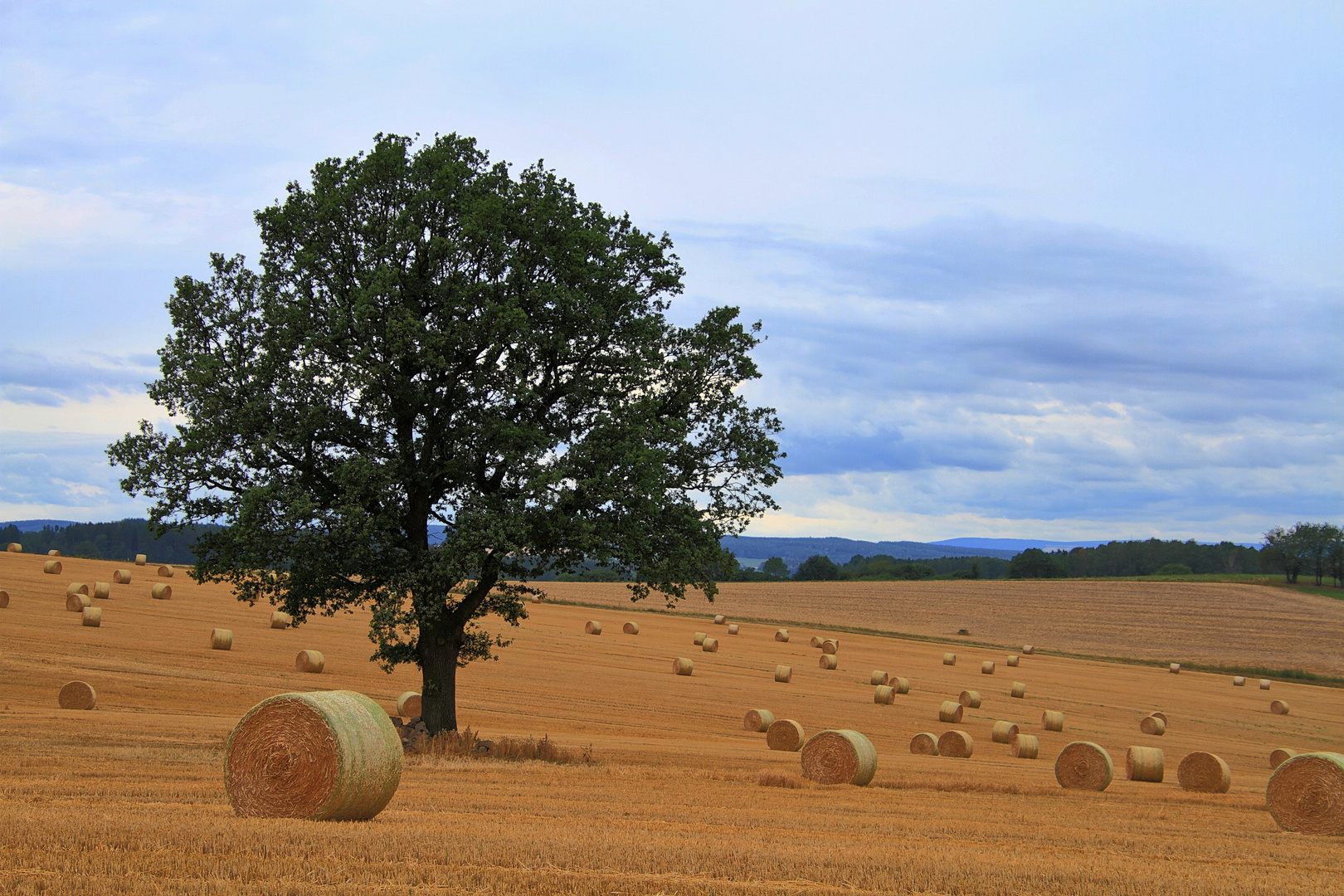 ...mein Freund, der Baum....