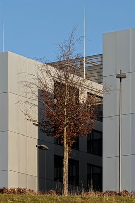 Mein Freund der Baum