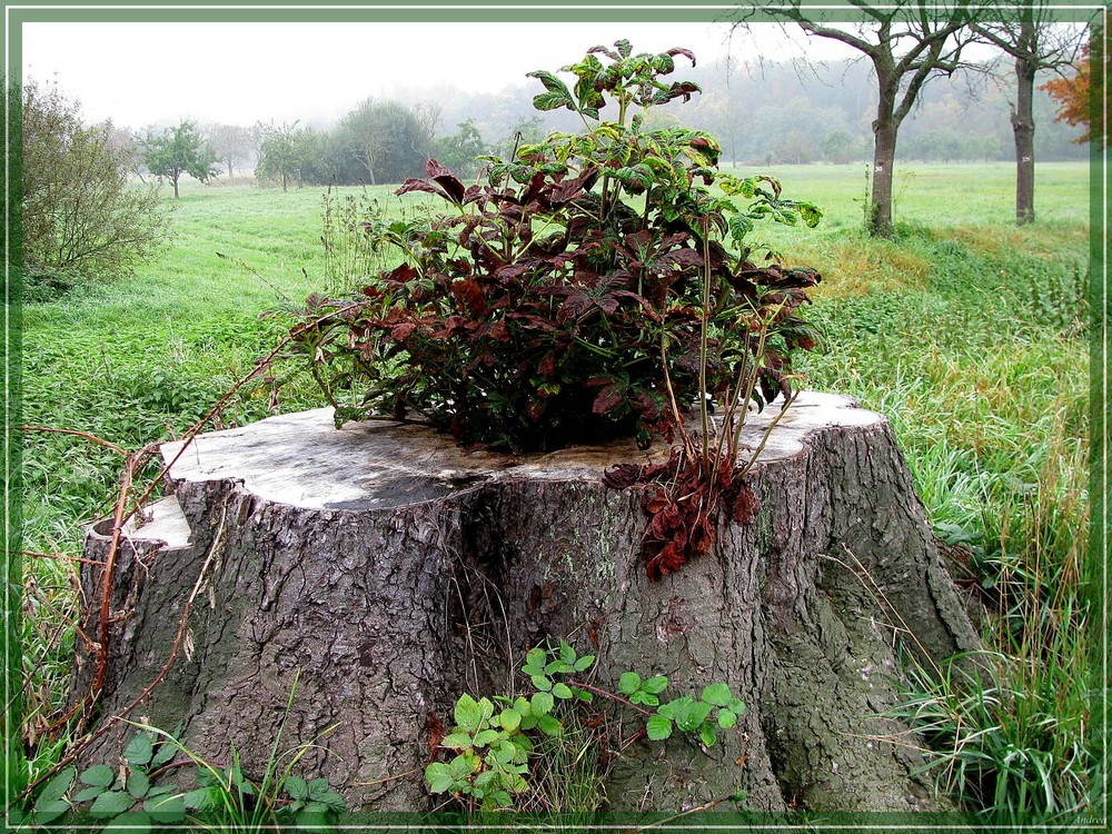 Mein Freund der Baum, er lebt Foto & Bild bäume, baum, natur Bilder auf