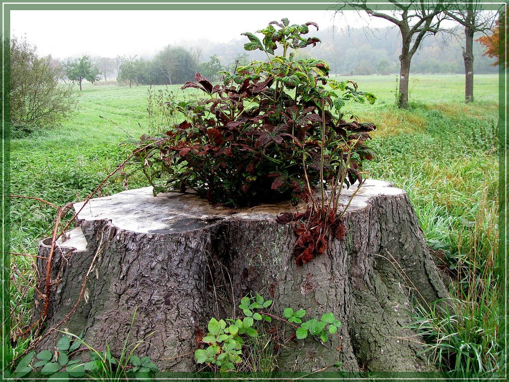 Mein Freund der Baum, er lebt ...