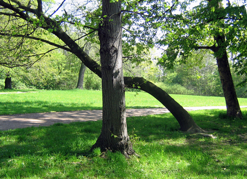 Mein Freund der Baum, er lebt....