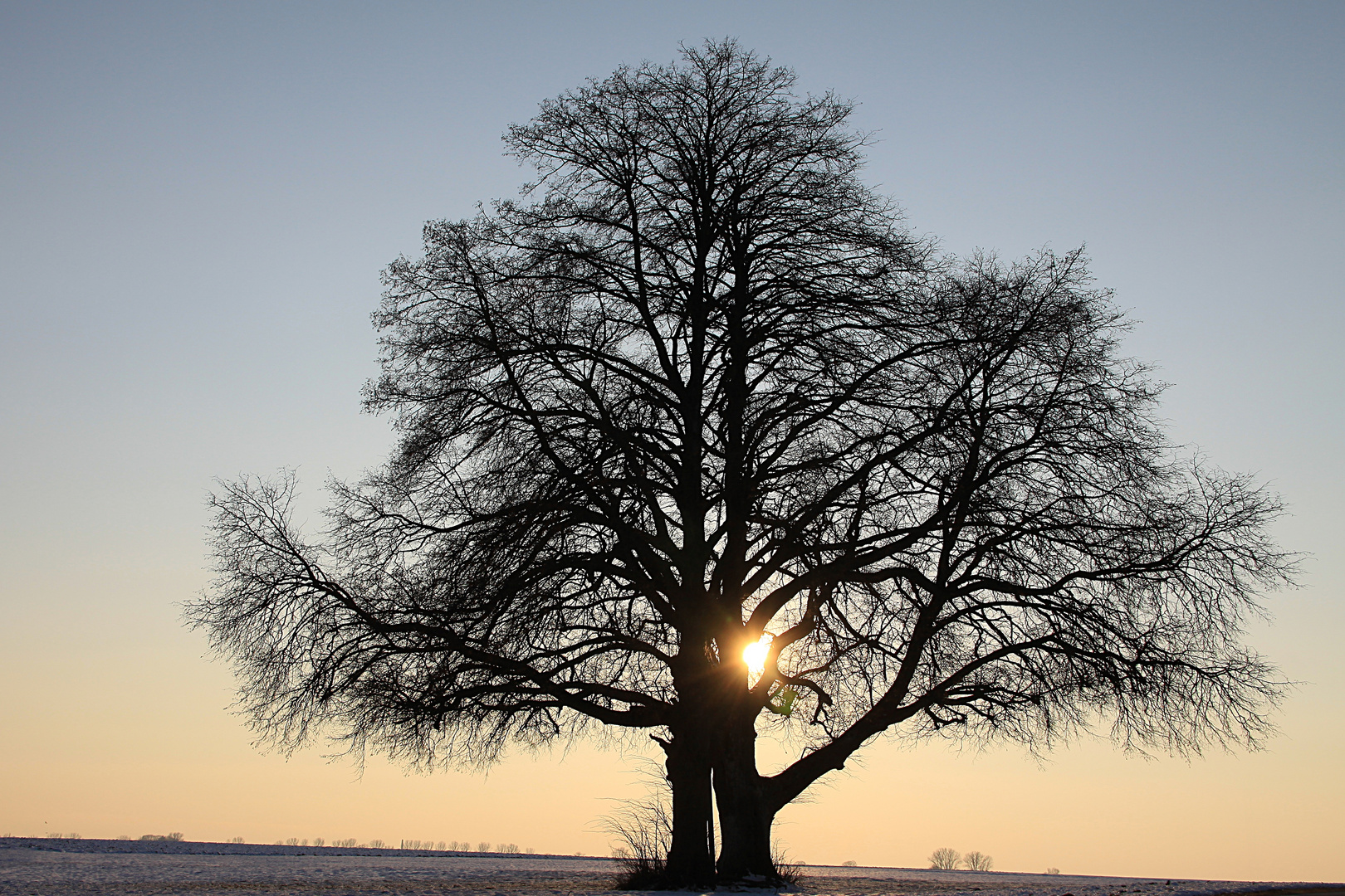 Mein Freund der Baum