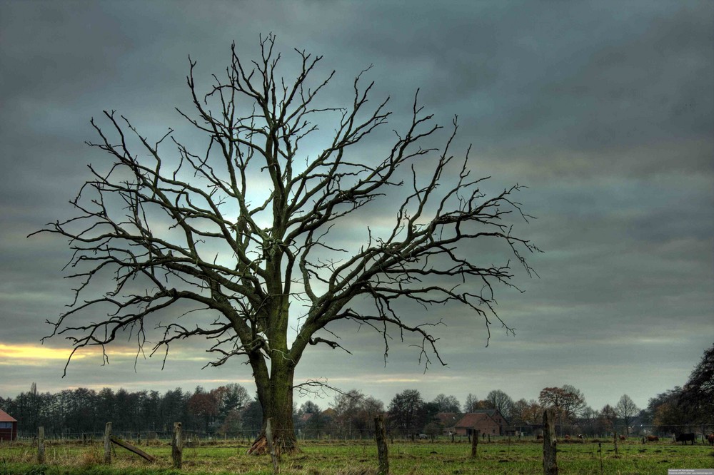 mein Freund der Baum ...