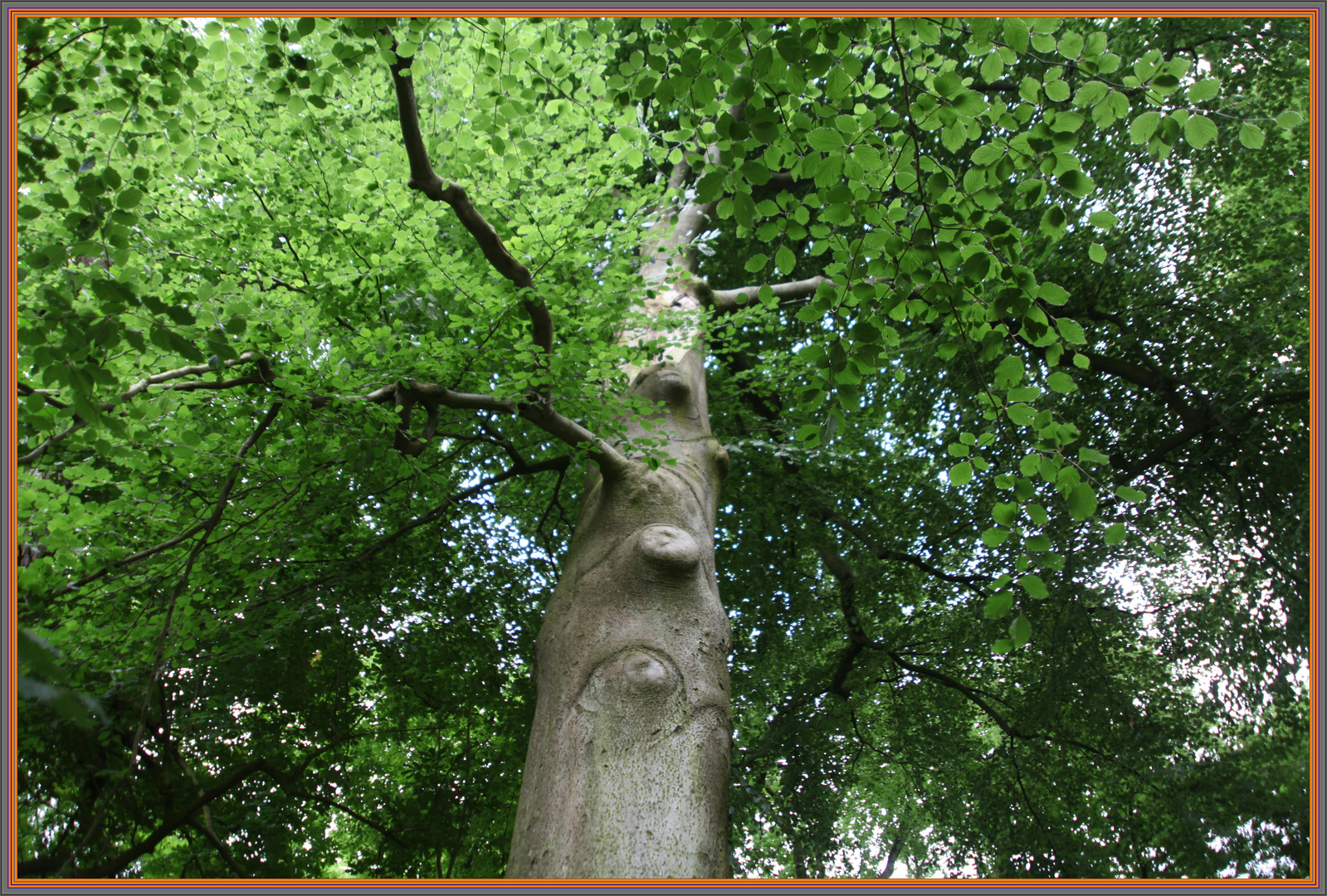 MEIN FREUND DER BAUM