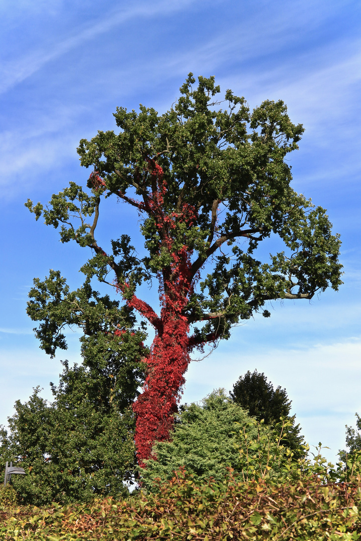 Mein Freund der Baum