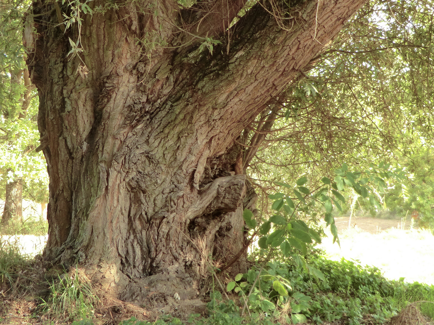 mein Freund der Baum ...