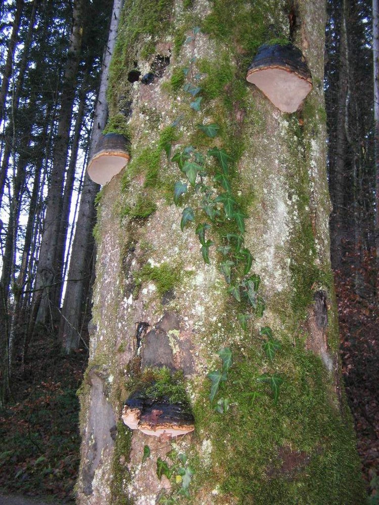 Mein Freund der Baum