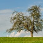 Mein Freund der Baum