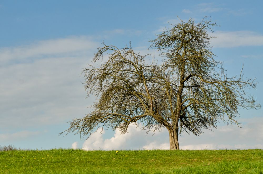 Mein Freund der Baum