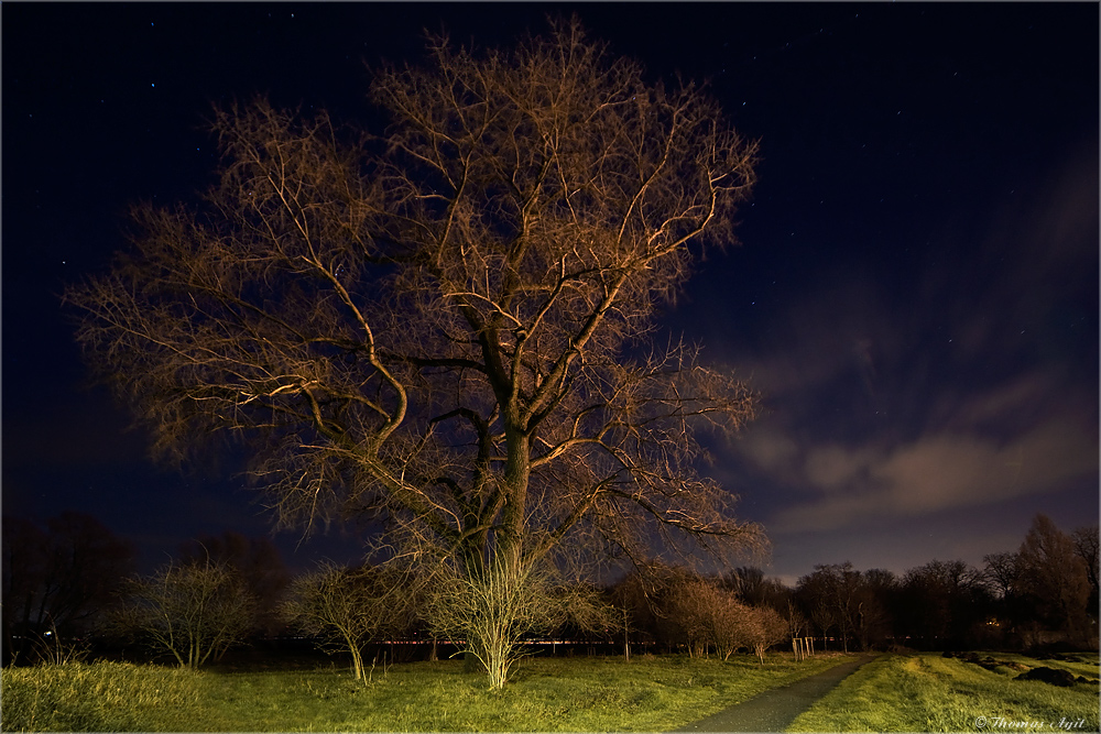 Mein Freund der Baum...