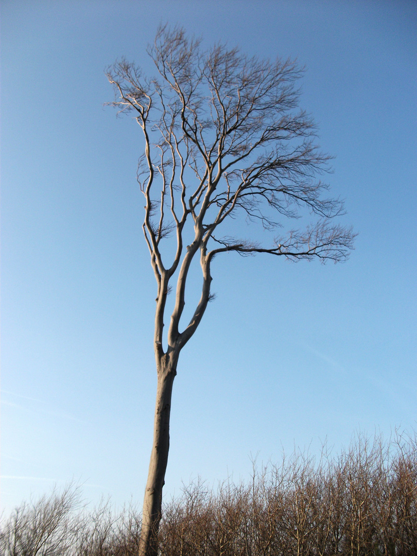 Mein Freund der Baum .....