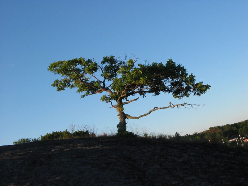 Mein Freund der Baum