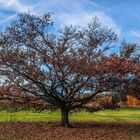 mein Freund, der Baum