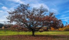 mein Freund, der Baum