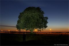 mein Freund der Baum ...