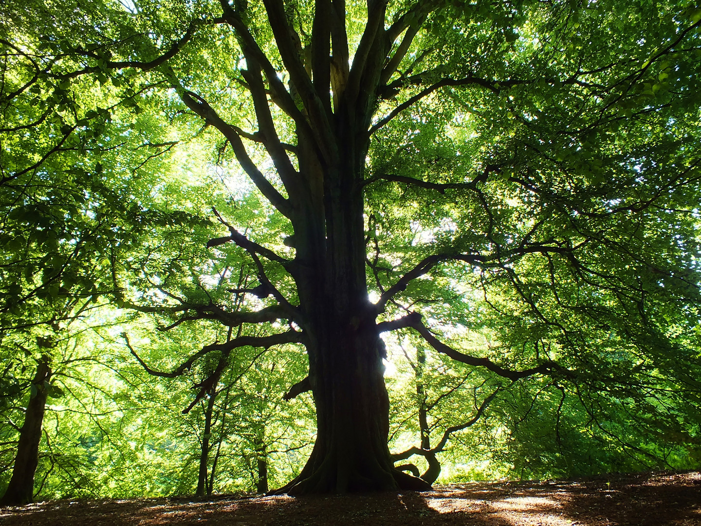 Mein Freund der Baum