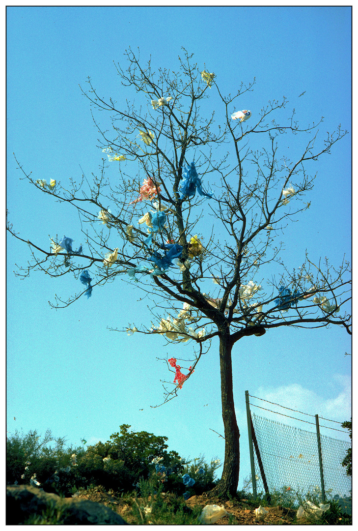 Mein Freund der Baum ...