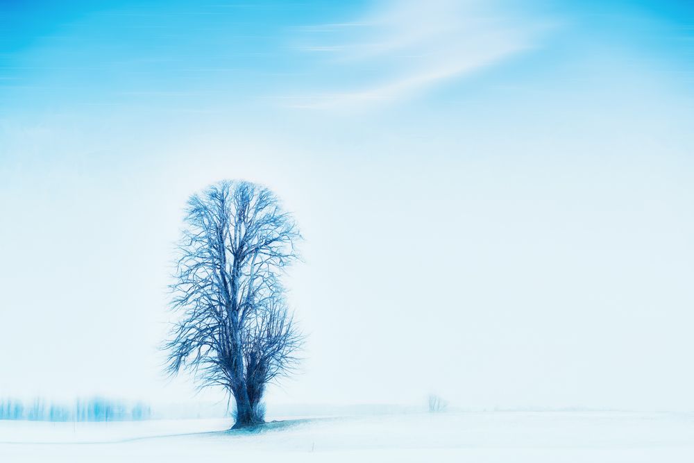 ... mein Freund, der Baum - frostig blau ...