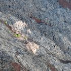 mein Freund der Baum ... hatte leider Kontakt mit Magma ... Big Island, Hawaii