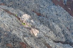 mein Freund der Baum ... hatte leider Kontakt mit Magma ... Big Island, Hawaii