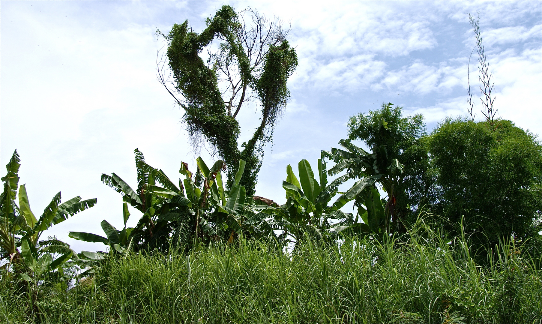 mein freund der baum I, südlaos 2010