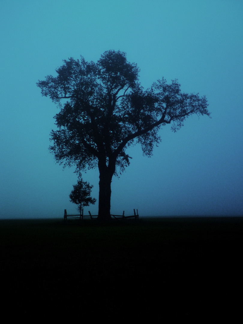 Mein Freund der Baum II