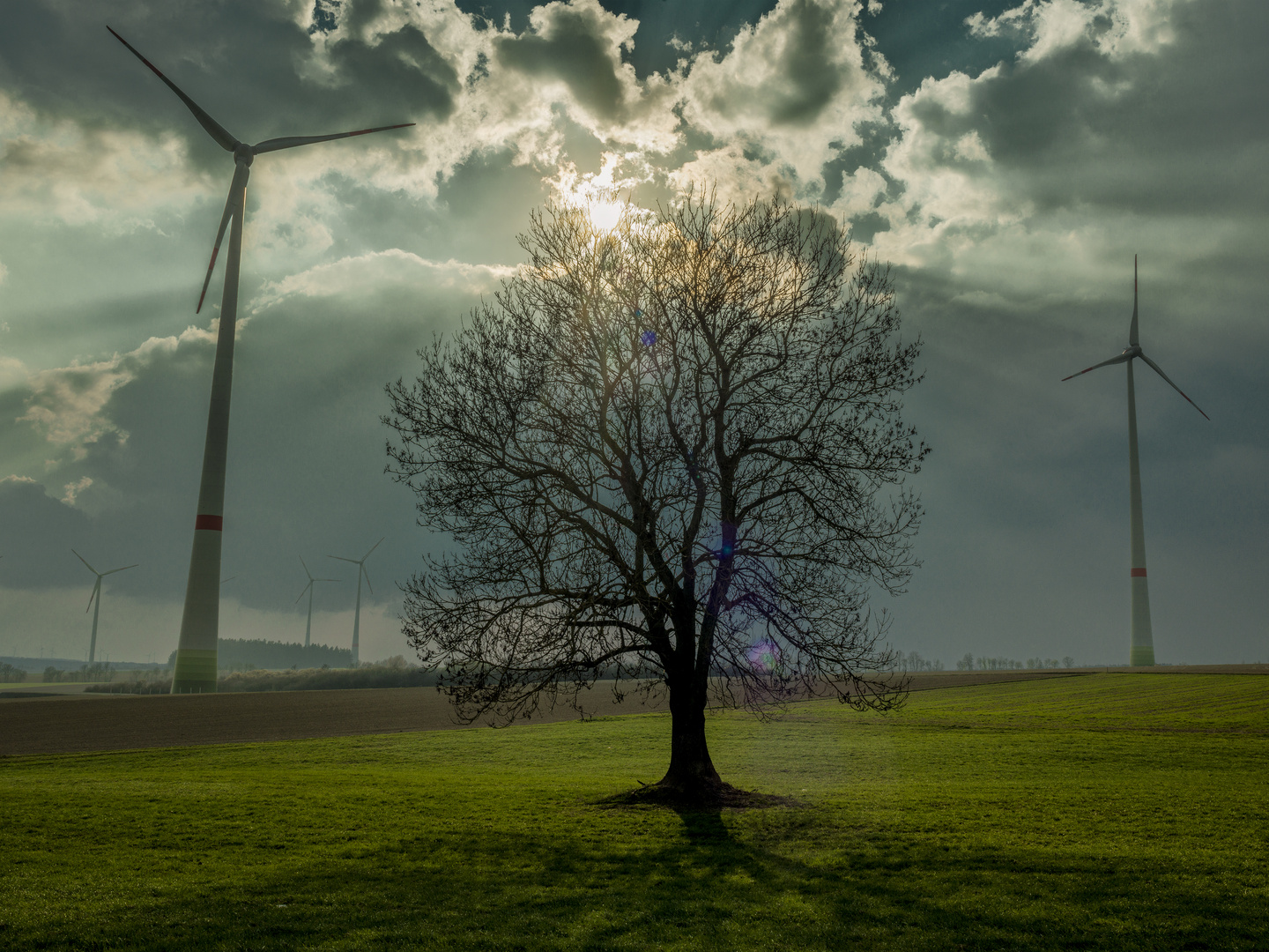 Mein Freund der Baum (II)