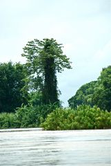 mein freund der baum II, südlaos 2010