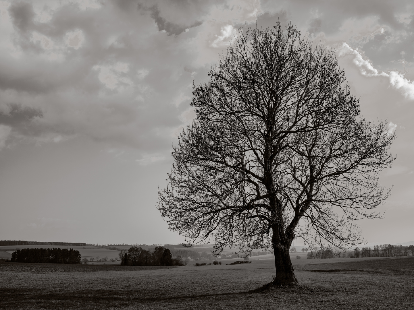 Mein Freund der Baum (III)