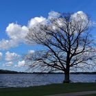 mein Freund der Baum im April