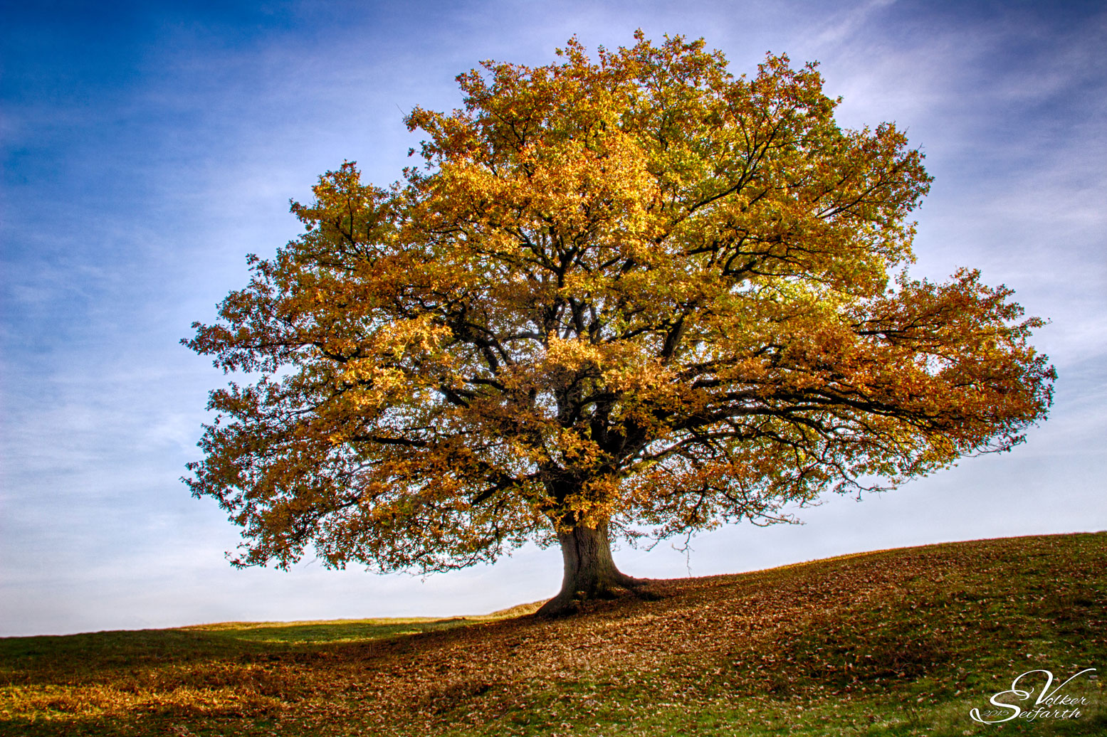 Mein Freund der Baum im Herbstkleid