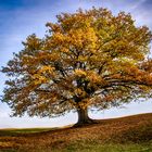 Mein Freund der Baum im Herbstkleid