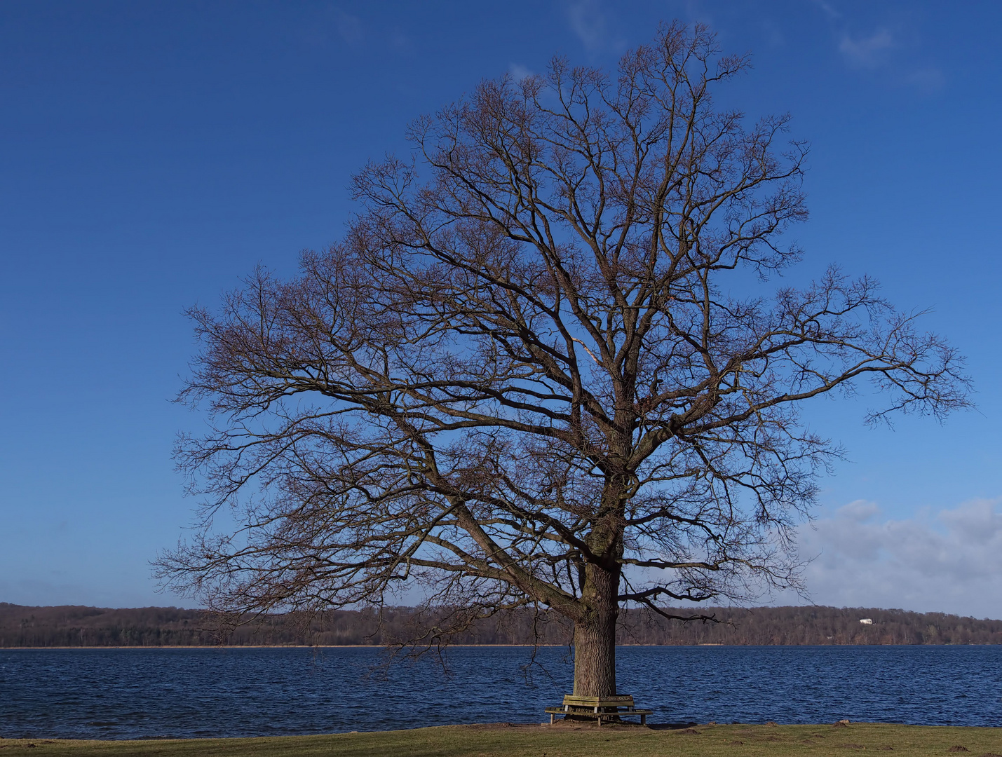 mein Freund der Baum im Januar