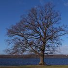 mein Freund der Baum im Januar