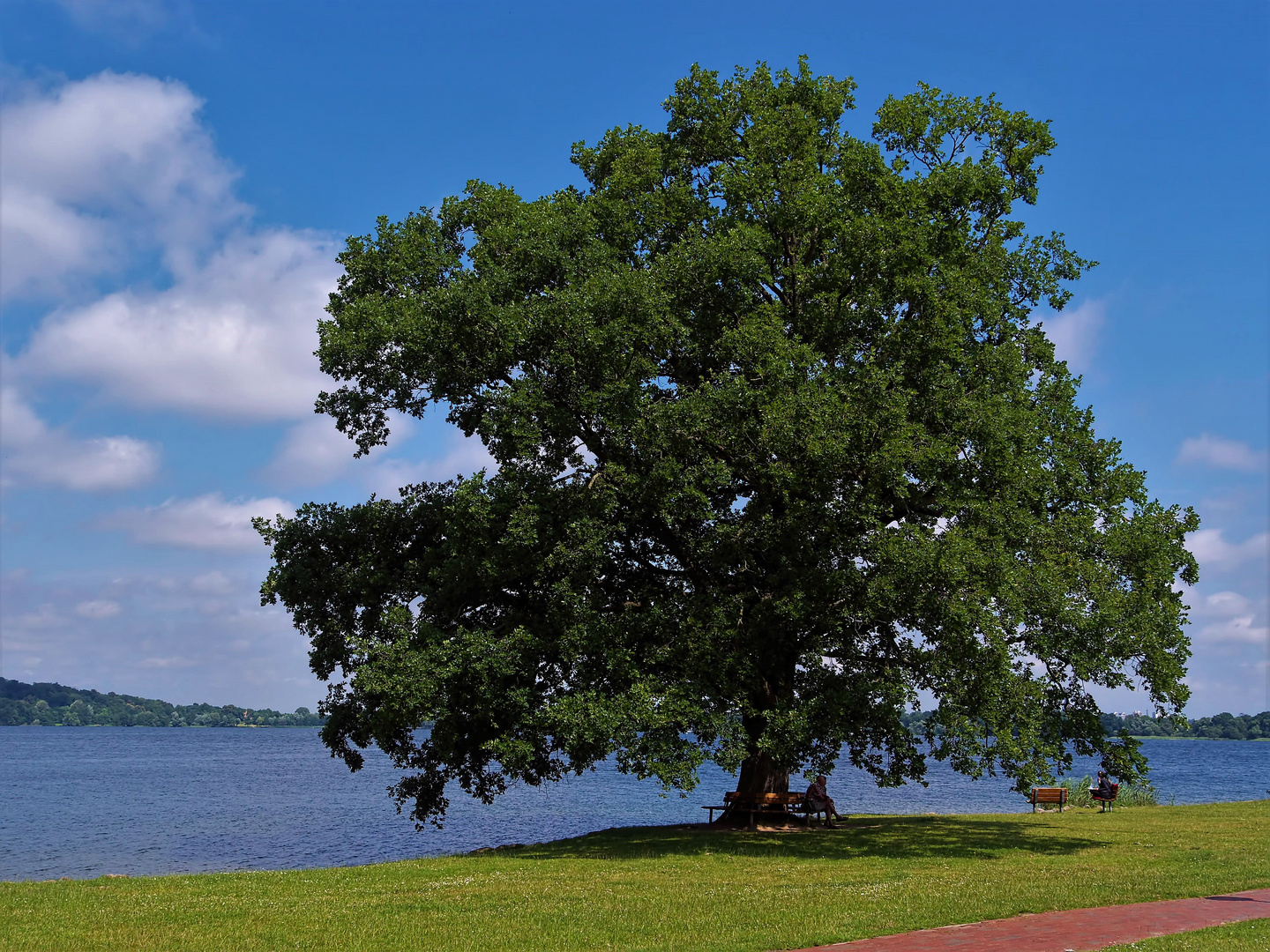 mein Freund der Baum im Juli