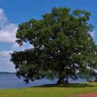 mein Freund der Baum im Juli