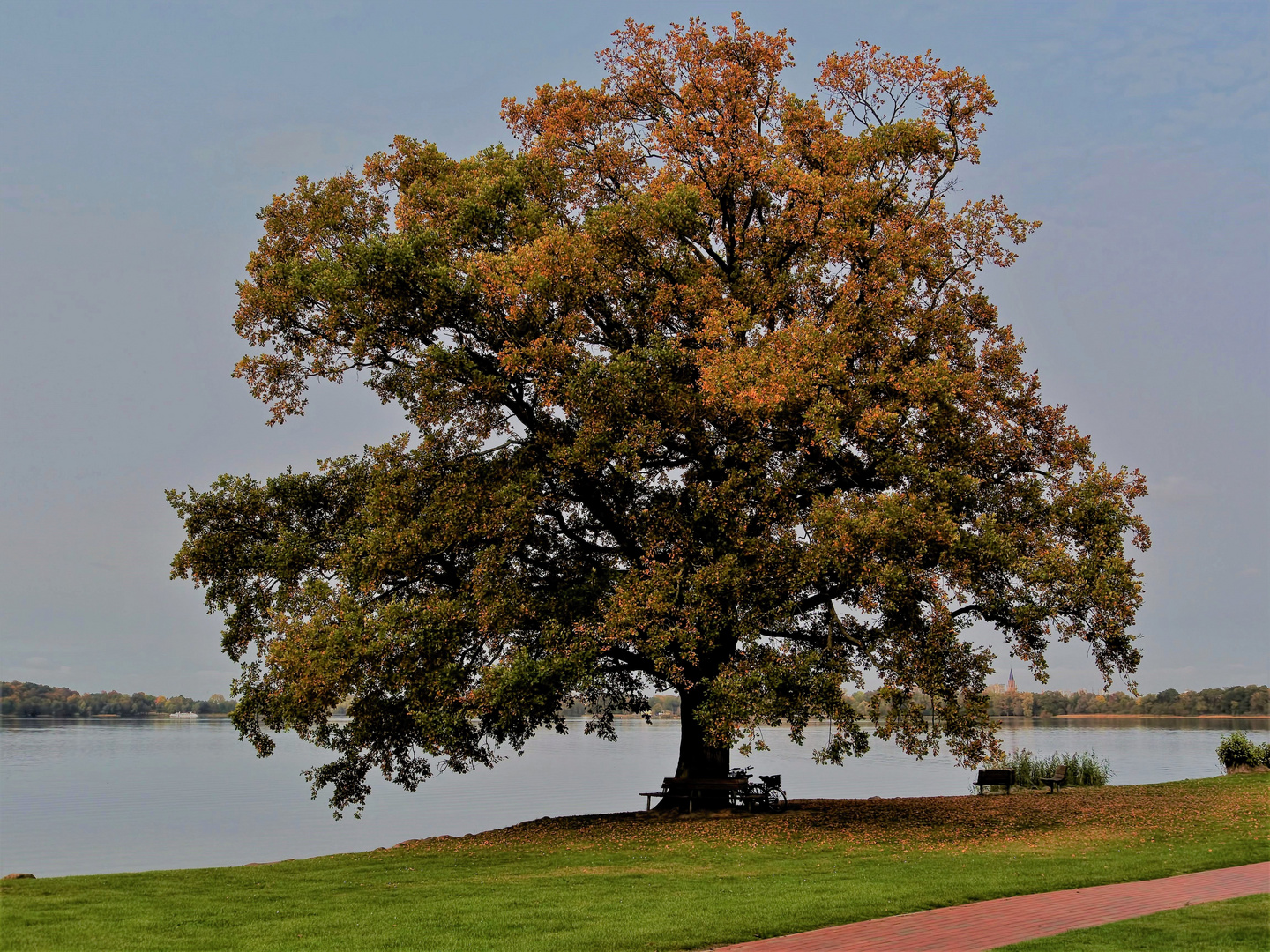 Mein Freund der Baum im Oktober