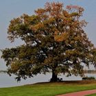 Mein Freund der Baum im Oktober