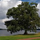 mein Freund der Baum im September