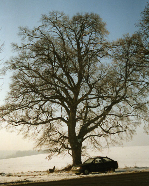 Mein Freund, der Baum, im Winter von Monika Görsdorf
