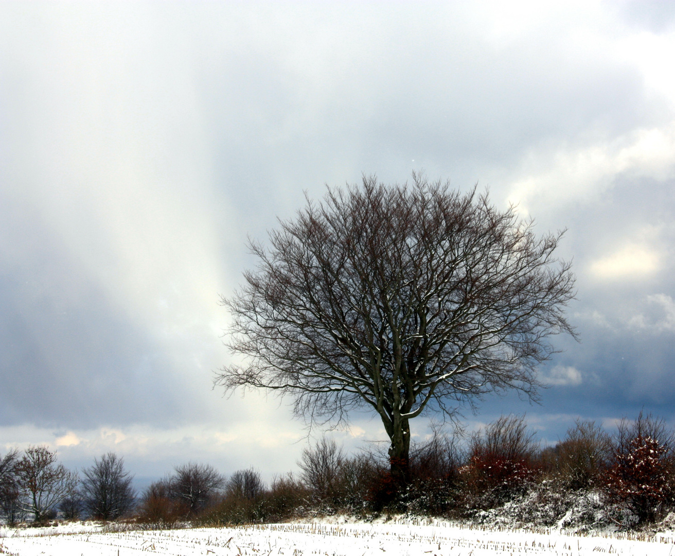 Mein Freund der Baum im Winter