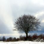 Mein Freund der Baum im Winter